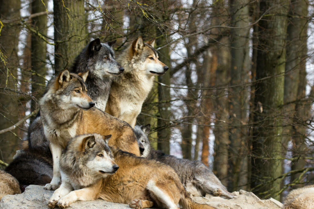 wie viel wölfe gibt es in deutschland 6
